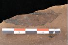 Foto (Detailsansicht) von Quercus palaeoilex Ettingshausen (NHMW-GEO-2024-0188-0922)